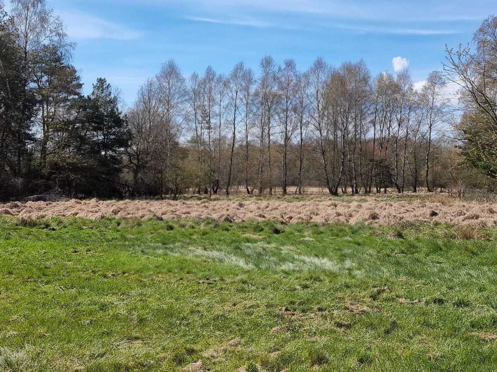 Feuchte Landschaft im Königsbruch
