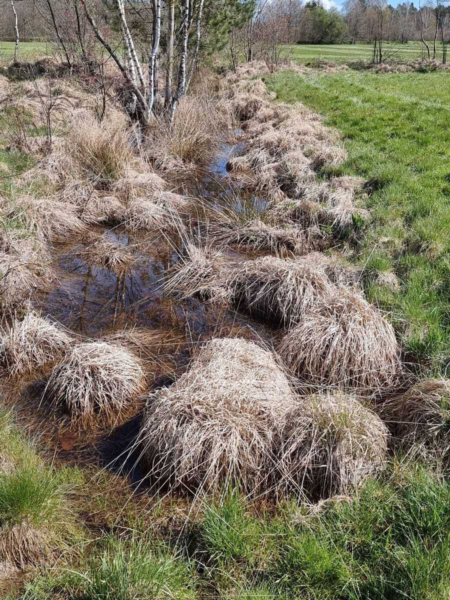 Naturaufnahme aus dem Königsbruch